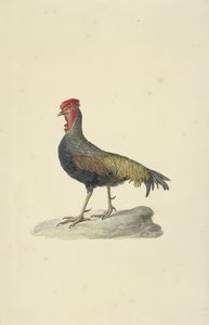  द्वारा फ़्राँस्वा लेवैलेंट (सर्कल)