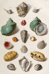 विभिन्न समुद्र तट, 1758
