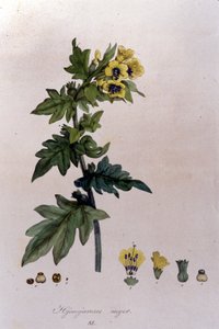एफ डी पाओला डी क्लोसेट द्वारा "फ्लोरा मोनासेंसिस" से। म्यूनिख 1816. द्वारा फ्रांज कोठरी