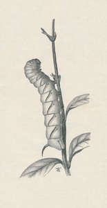 प्रिवेट हॉक-मोथ का फुल-ग्रोन कैटरपिलर, इसी तरह का कब्जा, c1900, 1910 द्वारा फ्रेड एनॉक