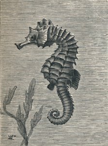 द सी-हॉर्स, अनडिस्गाइज्ड, सेडेटली स्विमिंग, c1900, 1910 द्वारा फ्रेड एनॉक