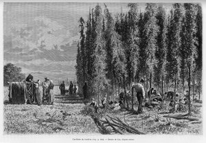 हॉप्स उठा। 1887 में चार्ल्स ग्रैड, जर्मन प्रतिनियुक्त चार्ल्स ग्रैड द्वारा, एडौर्ड चार्टन (1807-1890), हैचेट, पेरिस द्वारा निर्देशित टूर डू मोंडे 1888 में कहानी ए थ्रू अलसैस और लोरेन की कहानी को चित्रित करने के लिए लिक्स द्वारा उत्कीर्णन।