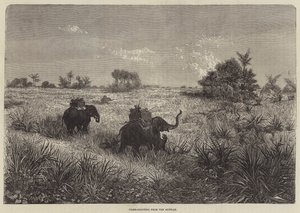 भारत और प्रिंस ऑफ वेल्स, हावड़ा से टाइगर-शूटिंग द्वारा फ्रेडरिक थियोडोर लिक्स