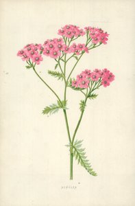 Achillea द्वारा फ्रेडरिक एडवर्ड हुल्मे