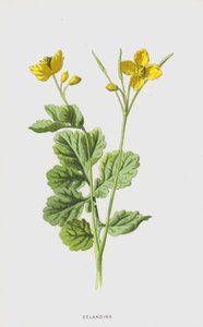 Celandine (क्रोमोलिथो) द्वारा फ्रेडरिक एडवर्ड हुल्मे