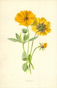 स्वर्णगुच्छ