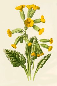 Cowslip, 1877।