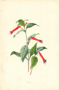 Cuphea द्वारा फ्रेडरिक एडवर्ड हुल्मे