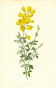 Cytisus द्वारा फ्रेडरिक एडवर्ड हुल्मे