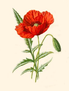 स्कारलेट पोपी, 1877।