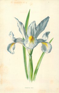 स्पैनिश Iris द्वारा फ्रेडरिक एडवर्ड हुल्मे