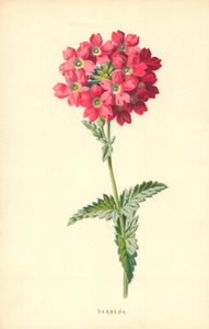 verbena