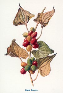  द्वारा फ्रेडरिक एडवर्ड हुल्मे