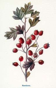  द्वारा फ्रेडरिक एडवर्ड हुल्मे