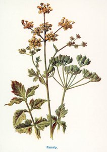  द्वारा फ्रेडरिक एडवर्ड हुल्मे