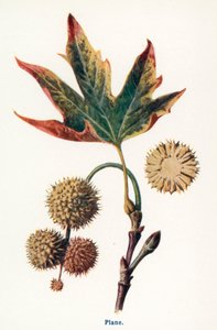  द्वारा फ्रेडरिक एडवर्ड हुल्मे