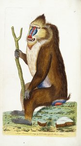 Variegated Baboon या मैनड्रिल मैनड्रिलस स्फिंक्स द्वारा फ्रेडरिक पोलिडोर नोडर