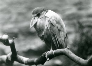 एक बोट-बिल्ड बगुला, या बोटबिल, लंदन जू में एक शाखा पर बैठा, जून 1924 द्वारा फ्रेडरिक विलियम बॉन्ड