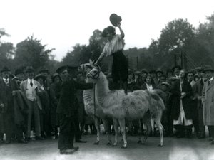एक काउगर्ल 1924 में लंदन चिड़ियाघर की यात्रा के दौरान दो लामाओं के साथ खड़ी थी द्वारा फ्रेडरिक विलियम बॉन्ड