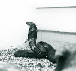 अक्टूबर 1925 में लंदन चिड़ियाघर में एक किंग कोबरा हमादरीड द्वारा फ्रेडरिक विलियम बॉन्ड