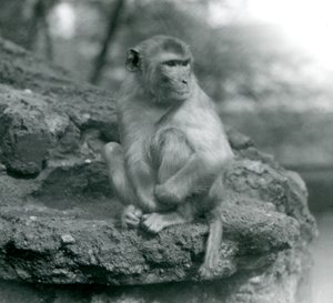 1924 में लंदन चिड़ियाघर में एक चट्टान पर बैठा एक मैकाक द्वारा फ्रेडरिक विलियम बॉन्ड