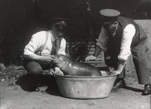 अगस्त 1928 को ZSL लंदन चिड़ियाघर में एक प्याजी हिप्पो सोख रहा था द्वारा फ्रेडरिक विलियम बॉन्ड