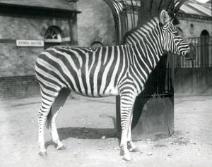एक ज़ेबरा 1925 में लंदन ज़ू में ज़ेबरा हाउस के बाहर पैडॉक में खड़ा है द्वारा फ्रेडरिक विलियम बॉन्ड