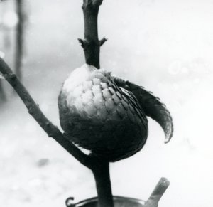 एक गंभीर रूप से लुप्तप्राय चीनी पैंगोलिन आराम कर रहा है, एक लंबवत शाखा के चारों ओर, लंदन चिड़ियाघर, जुलाई 1925 द्वारा फ्रेडरिक विलियम बॉन्ड