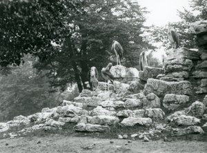 1928 में लंदन चिड़ियाघर में एंटेलोप पैडॉक में चट्टानों पर खड़े पांच मारबौ सारस का एक समूह (बी / डब्ल्यू फोटो) द्वारा फ्रेडरिक विलियम बॉन्ड