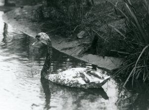 एक संकर हंस, म्यूट एक्स ब्लैक, 1927 में लंदन चिड़ियाघर में एक तालाब में तैर रहा था द्वारा फ्रेडरिक विलियम बॉन्ड