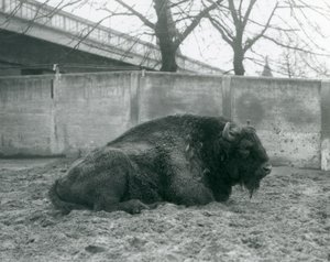 एक पुरुष यूरोपीय बाइसन अपने पैडॉक, लंदन चिड़ियाघर, 1927 में घास पर पड़ा था द्वारा फ्रेडरिक विलियम बॉन्ड