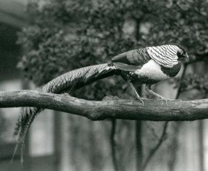 एक पुरुष लेडी एमहर्स्ट्स तीतर, 1926 में लंदन चिड़ियाघर में एक क्षैतिज शाखा के साथ चलते हुए द्वारा फ्रेडरिक विलियम बॉन्ड