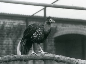 1928 में लंदन चिड़ियाघर में एक क्षैतिज शाखा पर खड़े एक नर वीलॉट्स फायर समर्थित तीतर / क्रेस्टेड फायरबैक (बी / डब्ल्यू फोटो) द्वारा फ्रेडरिक विलियम बॉन्ड