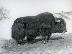 1928 में लंदन चिड़ियाघर में अपने पैडॉक में खड़ा एक नर याक (b/w फोटो) द्वारा फ्रेडरिक विलियम बॉन्ड