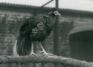 एक शाखा, लंदन चिड़ियाघर, 1927 में खड़ी विलेयोट्स फायरबैक, या क्रेस्टेड फायरबैक, के पास द्वारा फ्रेडरिक विलियम बॉन्ड