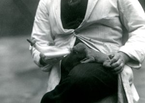 एक नवजात शेर शावक की बोतल को उसके रक्षक, लंदन चिड़ियाघर, 1923 द्वारा खिलाया गया द्वारा फ्रेडरिक विलियम बॉन्ड