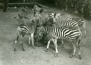 1923 में युवा, लंदन चिड़ियाघर सहित चैपमैन ज़ेबरा का एक छोटा झुंड द्वारा फ्रेडरिक विलियम बॉन्ड
