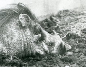 1927 में लंदन चिड़ियाघर में कीचड़ में आराम करते एक युद्धस्थल द्वारा फ्रेडरिक विलियम बॉन्ड