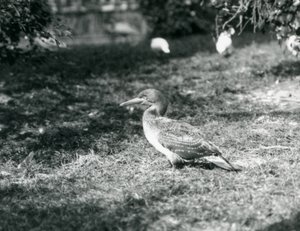 1927 में सेपम्बर में लंदन के चिड़ियाघर में घास पर खड़ा एक युवा गनेट द्वारा फ्रेडरिक विलियम बॉन्ड