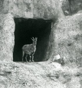 लंदन के चिड़ियाघर, अगस्त 1927 में मैपिन टैरेस की कृत्रिम चट्टानों में गुफा के प्रवेश द्वार में खड़ा एक युवा ग्रीशियन इबेक्स द्वारा फ्रेडरिक विलियम बॉन्ड