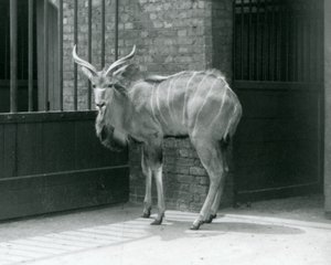 1929 में लंदन चिड़ियाघर में अपने बाड़े में खड़ा एक युवा पुरुष ग्रेटर कुडू (b/w फोटो) द्वारा फ्रेडरिक विलियम बॉन्ड
