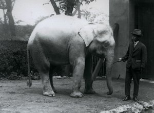 डॉ। सॉ पो मिन, लंदन चिड़ियाघर, मई 1926 के साथ एल्बिनोव्हाइट हाथी पाव द्वारा फ्रेडरिक विलियम बॉन्ड