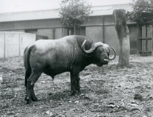 एक अफ्रीकी भैंस, या केप बफ़ेलो, लंदन चिड़ियाघर, 1927 में अपने पैडॉक में खड़े थे द्वारा फ्रेडरिक विलियम बॉन्ड