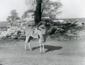 1929 में लंदन चिड़ियाघर में अपने पैडॉक में खड़ा एक एलैंड (बी / डब्ल्यू फोटो) द्वारा फ्रेडरिक विलियम बॉन्ड