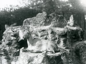 अगस्त 1927 को लंदन चिड़ियाघर में एक चट्टान पर चढ़कर हिमालयन इबेक्स आराम कर रहा था द्वारा फ्रेडरिक विलियम बॉन्ड