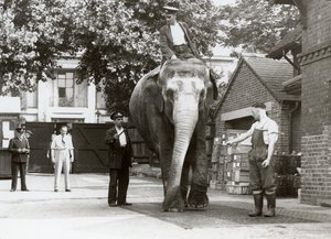 अगस्त 1935 के लंदन चिड़ियाघर में एक भारतीय हाथी को रखवाले द्वारा तौला गया द्वारा फ्रेडरिक विलियम बॉन्ड