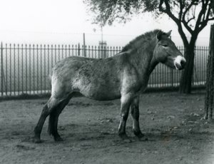 अक्टूबर 1927 को लंदन जू में अपने पैडॉक में एक लुप्तप्राय प्रैज़वाल्स्की वाइल्ड हॉर्स खड़ा था द्वारा फ्रेडरिक विलियम बॉन्ड