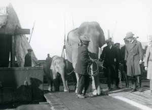 एशियाई हाथी 1927 में लंदन चिड़ियाघर के मार्ग पर एक नाव से उतरते हुए द्वारा फ्रेडरिक विलियम बॉन्ड