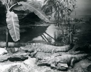 1929 में लंदन चिड़ियाघर में केले के पेड़ के साथ पैनोरमा सेटिंग में चार मगरमच्छ (बी/डब्ल्यू फोटो) द्वारा फ्रेडरिक विलियम बॉन्ड