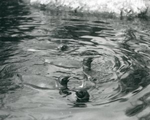 जून 1927 में लंदन जू में अपने पूल में तैरते हुए चार किंग पेंगुइन द्वारा फ्रेडरिक विलियम बॉन्ड